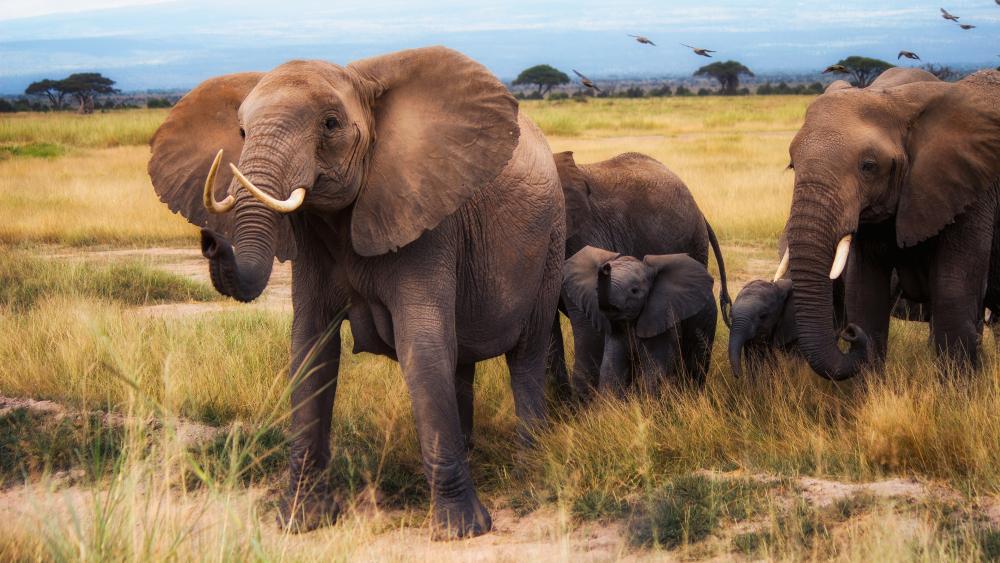 Majestic Elephant Family Roaming the Golden Savannah in Crisp 4K wallpaper