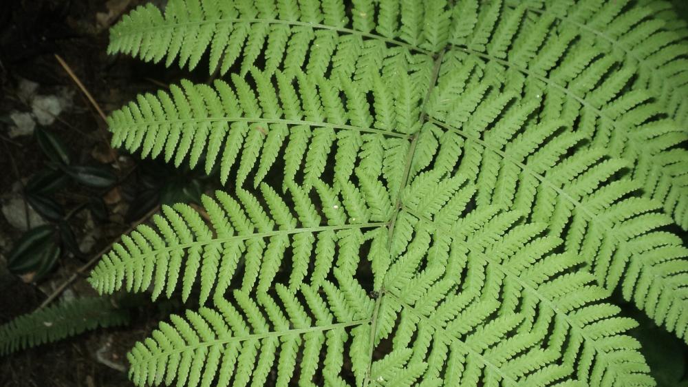 Lush Fern Frond Close Up in Vibrant Forest Green wallpaper