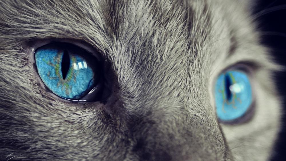 Mesmerizing Blue Eyes Cat Macro Portrait in Soft Gray Fur wallpaper