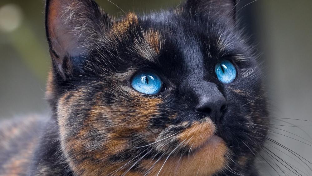 Blue Eyed Tortoiseshell Cat Close Up Portrait Wallpaper wallpaper