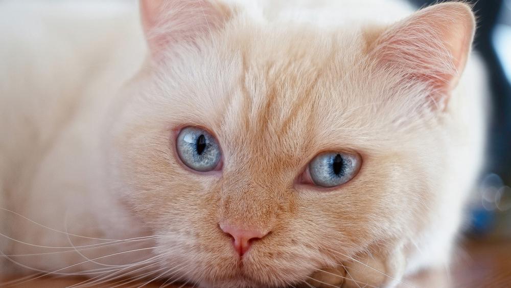 Soft Cream Kitten Close Up With Crystal Blue Eyes wallpaper