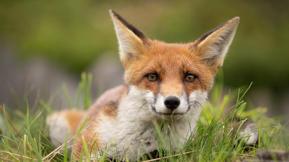Gentle Red Fox Close Up Resting in Meadow Grass wallpaper