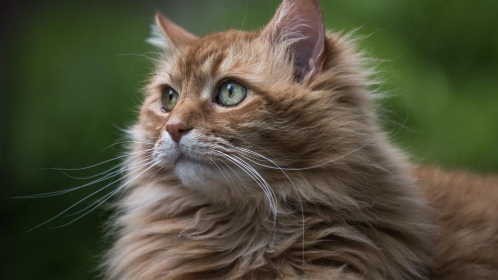 Serene Ginger Cat Portrait with Soft Green Bokeh Background wallpaper