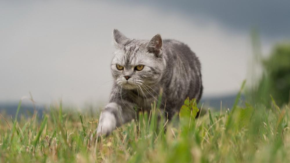 Focused Silver Tabby Cat Prowling Through Fresh Grass wallpaper