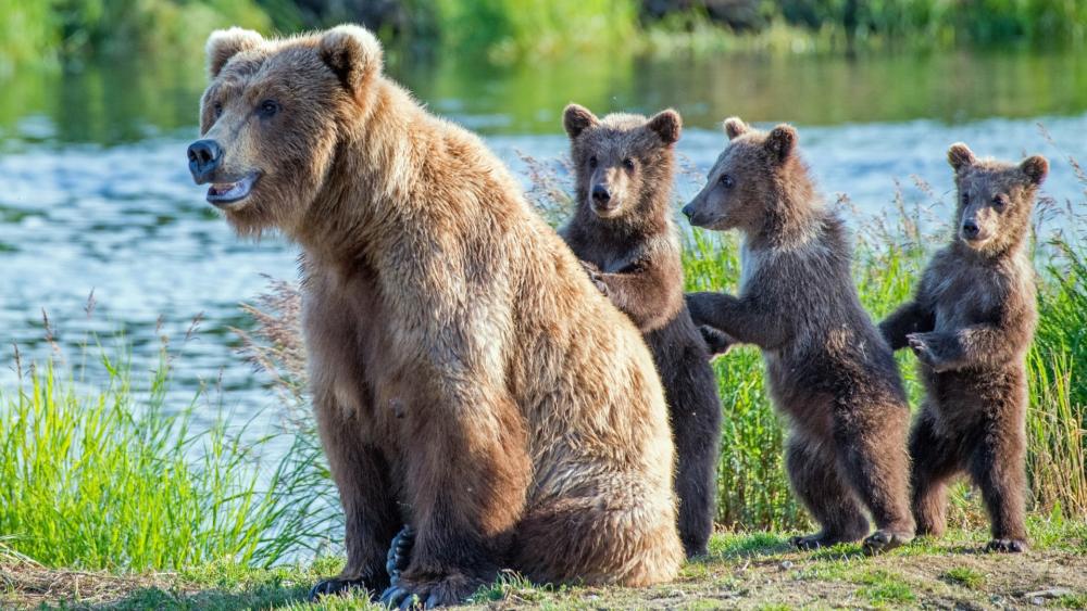 Mother Grizzly Bear Watching Over Playful Cubs By Riverside wallpaper