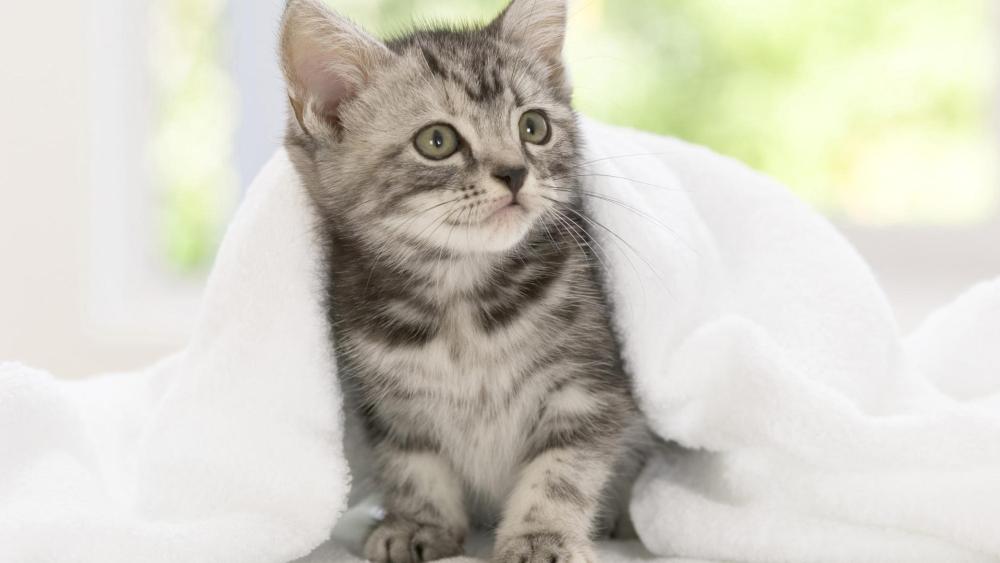 Cozy Gray Tabby Kitten Wrapped in Soft White Blanket wallpaper