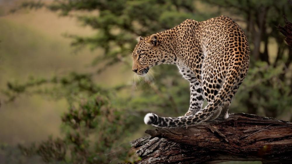 Silent Leopard on the Savanna Branch, Poised for the Hunt wallpaper