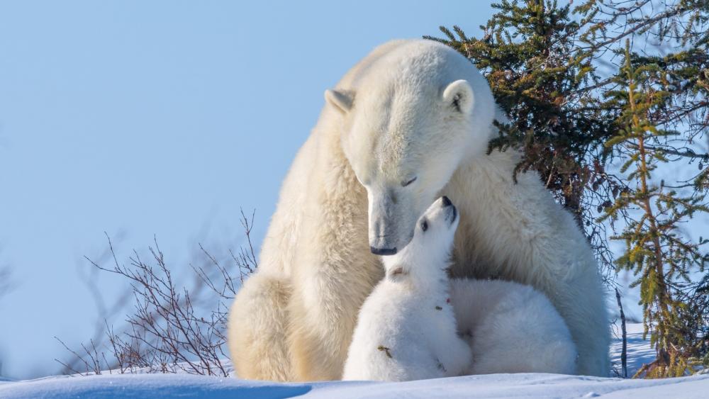 Tender Arctic Bond Between Polar Bear Mother and Cub wallpaper