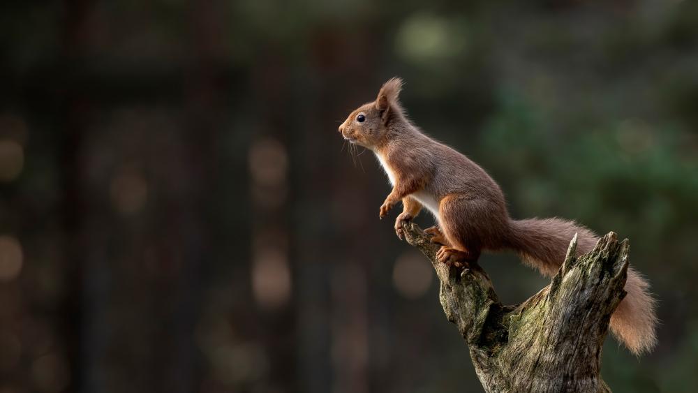 Alert Red Squirrel on Mossy Forest Stump in Soft Light wallpaper
