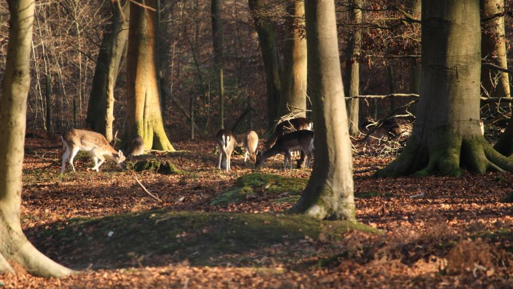 Deer Grazing in Sunlit Roumare Forest Park France wallpaper