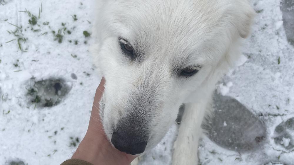Fluffy White Dog in Snowy Landscape wallpaper