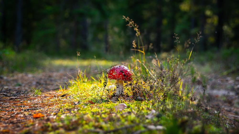 Sunlit Amanita Muscaria Mushroom in a Quiet Forest Clearing wallpaper