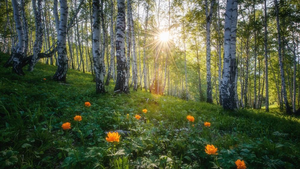 Sunbeams Through Birch Forest with Summer Trollius Blossoms wallpaper