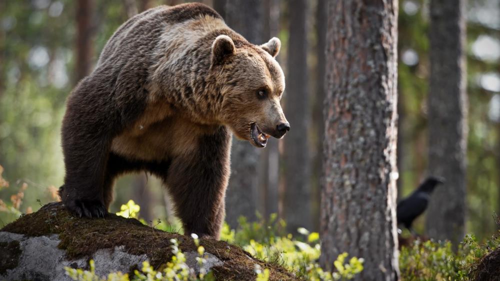 Majestic Grizzly Bear Walking Through Sunlit Pine Forest Wilderness wallpaper