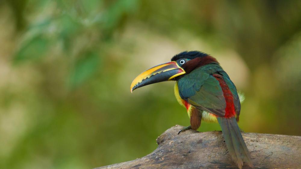 Vibrant Chestnut Eared Aracari Perched in Lush Green Bokeh wallpaper