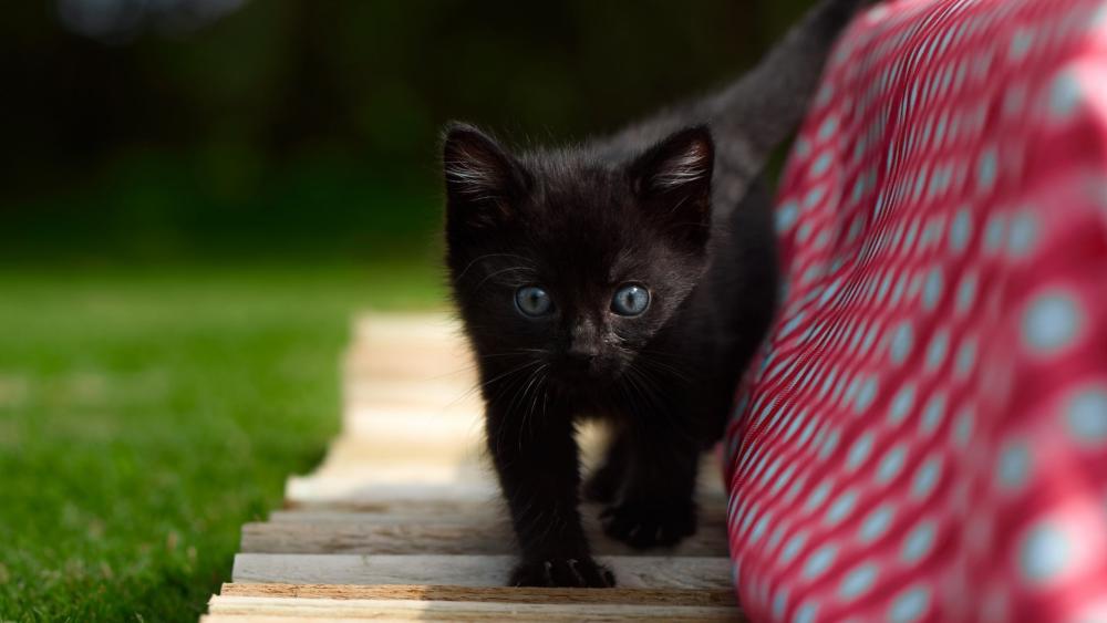 Curious Black Kitten Strolling in Soft Garden Light wallpaper