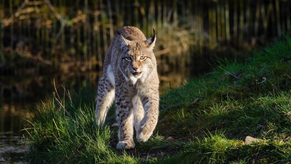 Stealthy Lynx Stride Through Sunlit Forest Grass wallpaper