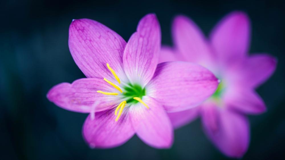 Radiant Pink Rain Lily Macro Glow in Soft Focus 4K wallpaper