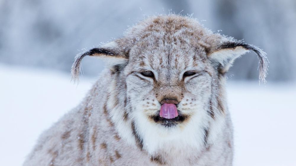 Winter Lynx Portrait With Frosted Fur and Playful Tongue wallpaper