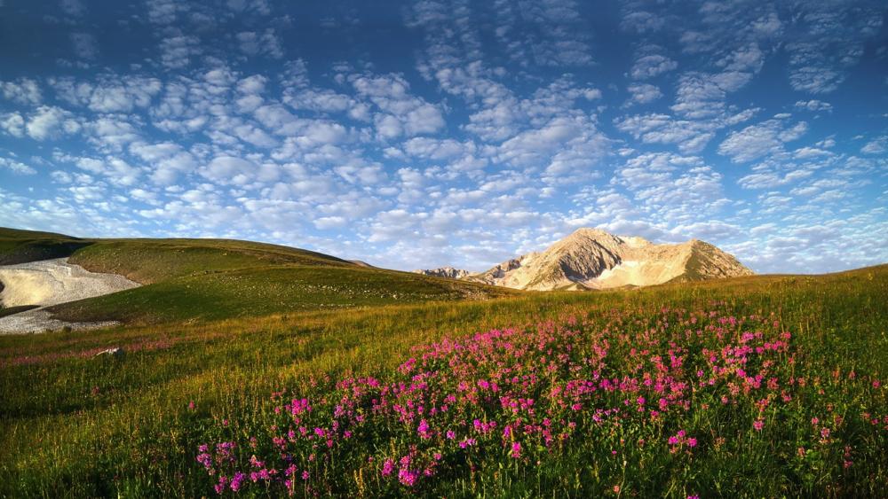 Wildflower Meadow Across Rolling Highlands Under a Vast Clouded Sky wallpaper