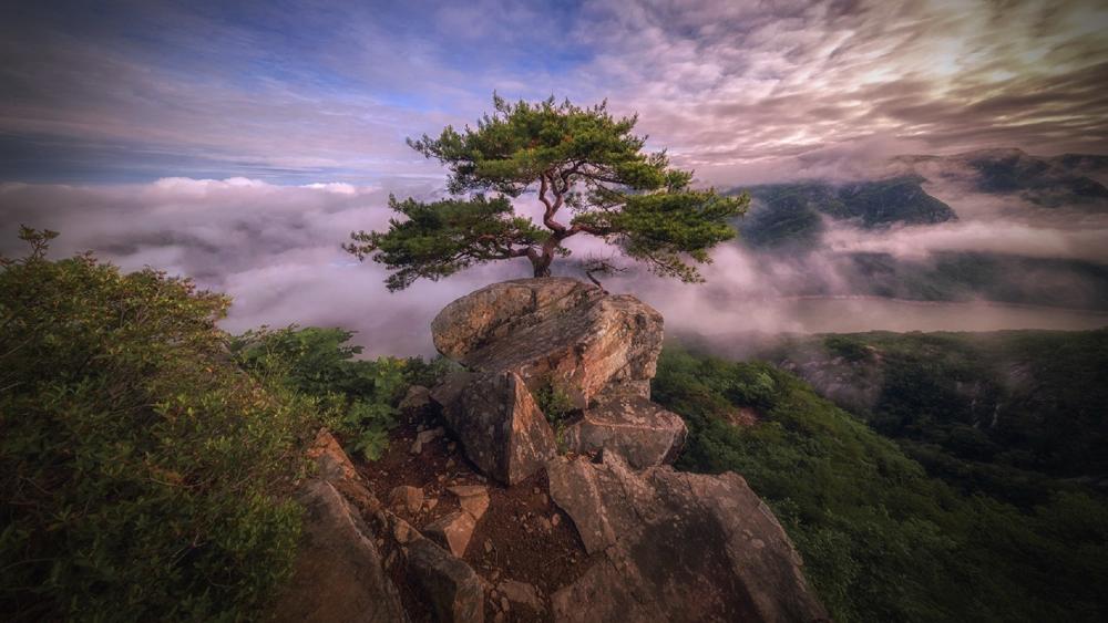 Daedunsan Red Pine Above the Clouds in South Korea wallpaper