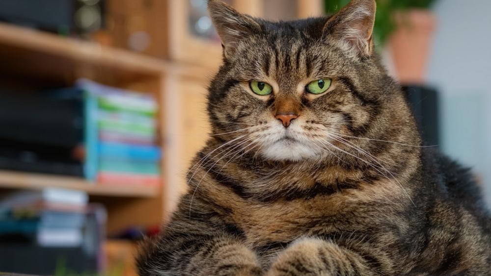 Regal Green Eyed Tabby Cat Lounging Indoors wallpaper
