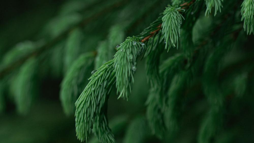 Emerald Pine Needles in Soft Rainy Forest Light wallpaper