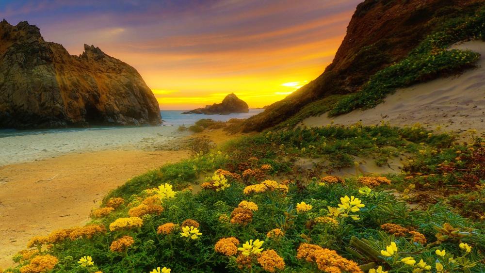 Golden Sunrise Over Rocky Coastal Shore and Wildflower Dunes wallpaper
