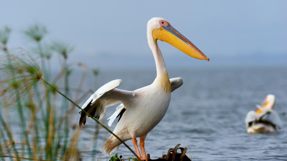 Great White Pelican Posing by the Lakeshore in Crisp 5K Detail wallpaper