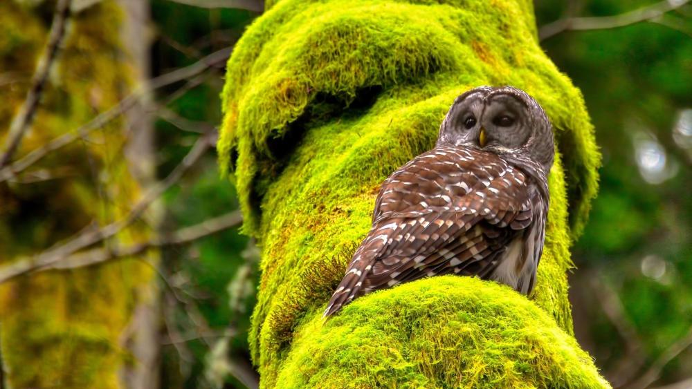 Silent Owl Resting on Moss Covered Forest Giant wallpaper