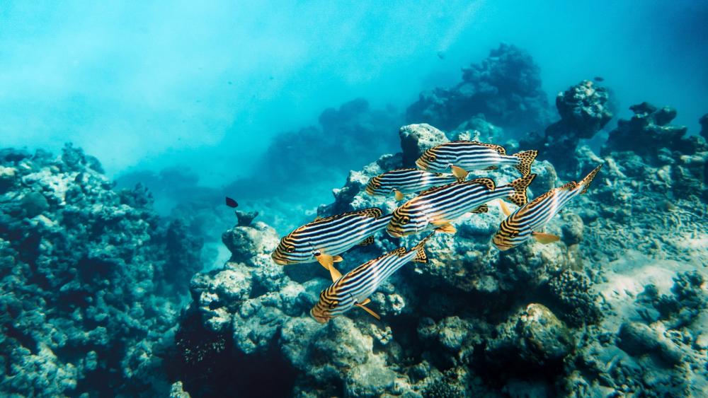 Striped Sweetlips School Gliding Above a Sunlit Coral Reef wallpaper