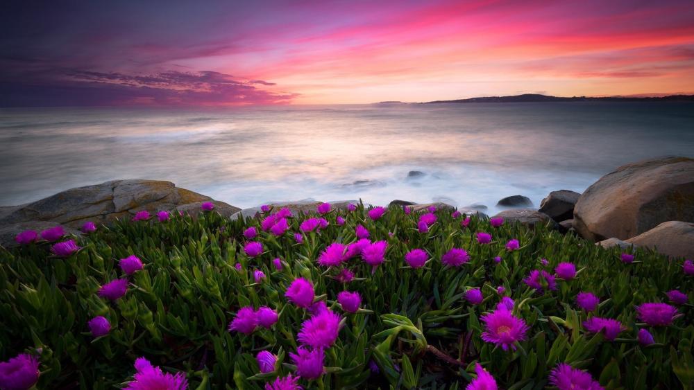 Vibrant Coastal Flower Carpet at Sunset Over Tranquil Ocean Shore wallpaper