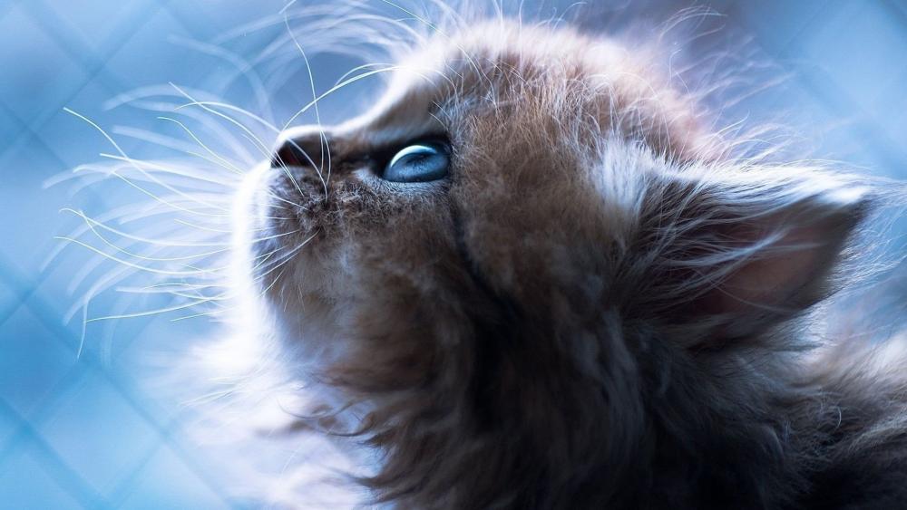 Dreamy Blue Close Up Kitten Portrait with Soft Fur Glow wallpaper