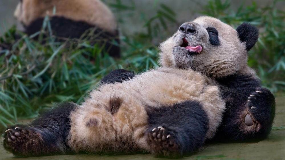 Playful Panda Bear Lounging With a Silly Smile wallpaper