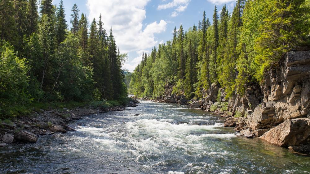 Wild Mountain River Through Evergreen Forest Wilderness wallpaper