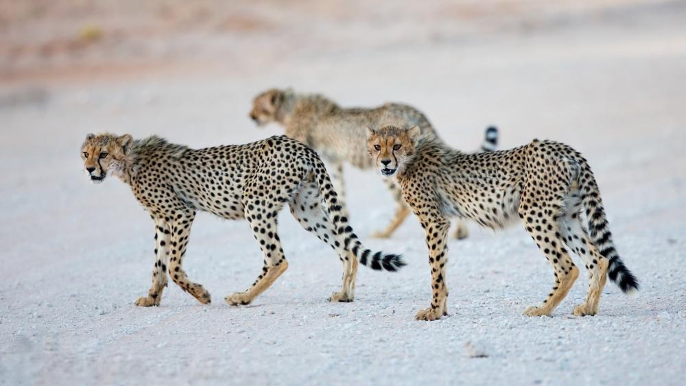 Cheetah Trio Crossing the Pale Savanna in Silent Coordination wallpaper
