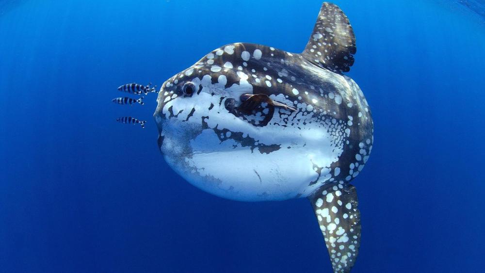 Majestic Ocean Sunfish Drifting Through Clear Blue Depths wallpaper