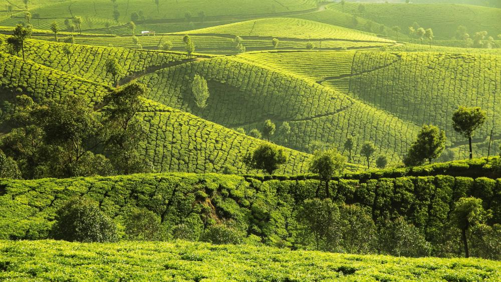 Sunlit Tea Garden Waves Across Munnar Hills in 4K wallpaper