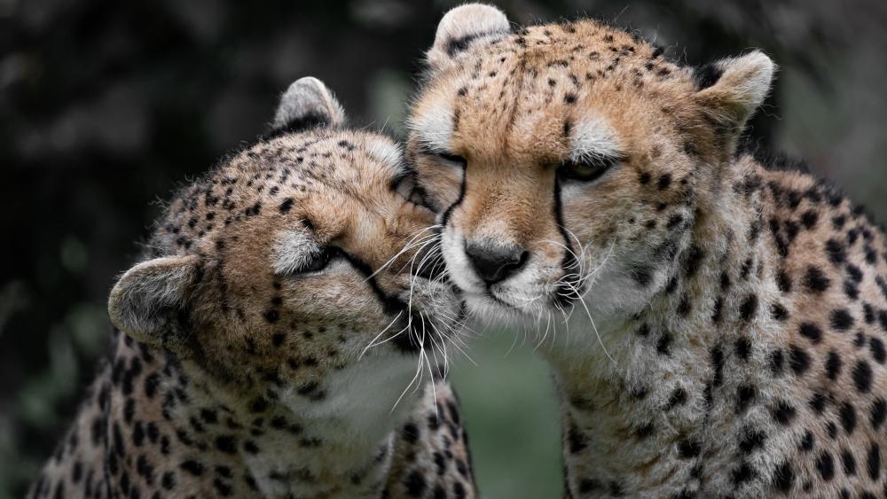 Tender Cheetah Pair Close Up in Crisp 4K Detail wallpaper