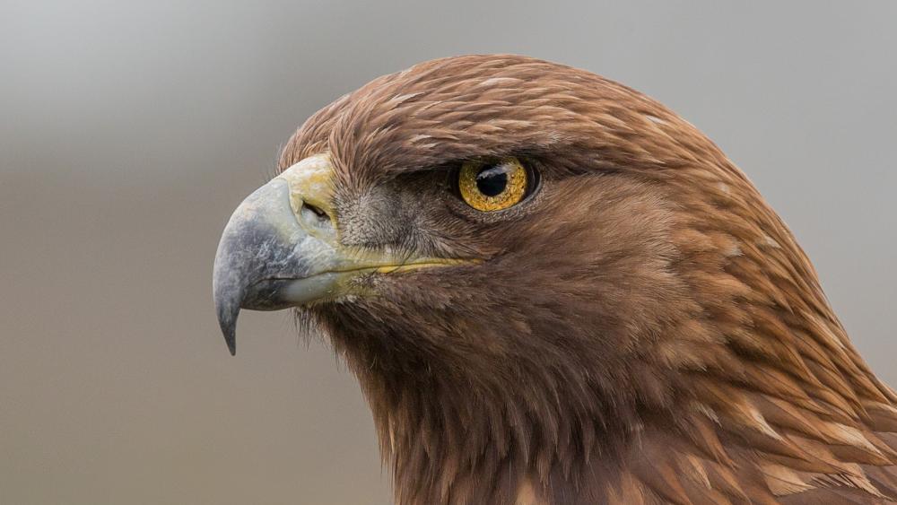 Golden Eagle Profile With Fierce Amber Eye Focus wallpaper