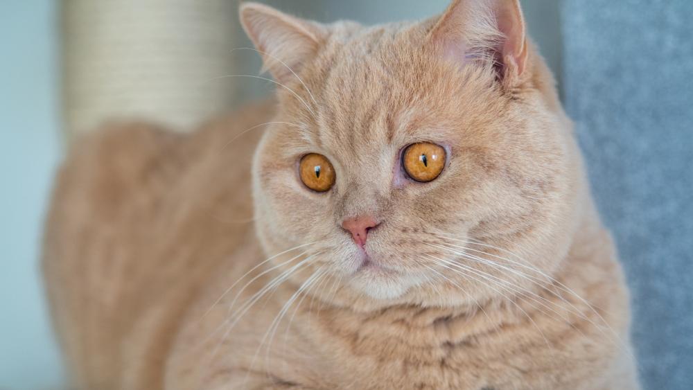 Golden Eyed British Shorthair Cat in Soft Indoor Light wallpaper
