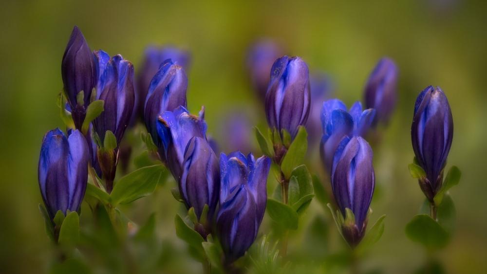 Velvety Blue Marsh Gentian Buds in Soft Meadow Light wallpaper