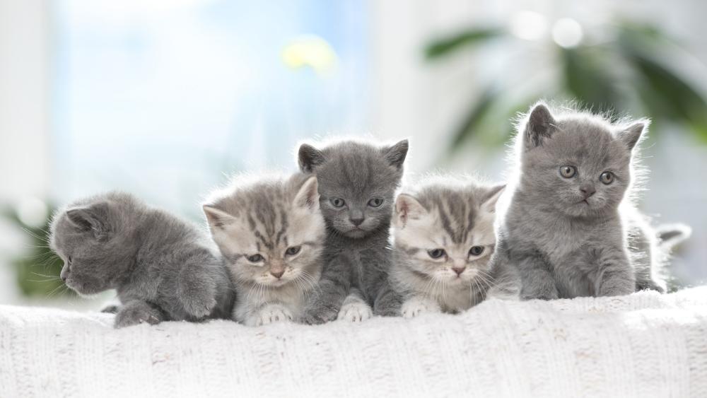 Soft Sunlit Grey Kittens in a Cozy Indoor Scene wallpaper