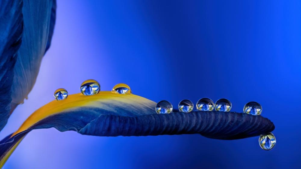 Dewdrop Jewels on a Blue Petal Macro Wallpaper wallpaper
