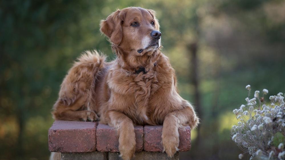 Regal Golden Retriever Resting on Stone Wall in Soft Garden Light wallpaper