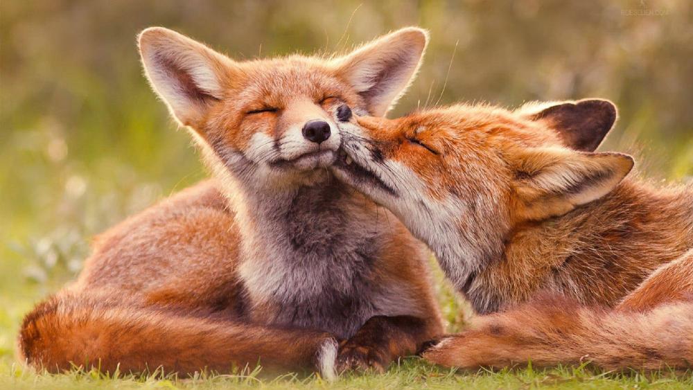 Tender Red Fox Cub Nuzzle in Sunlit Meadow wallpaper