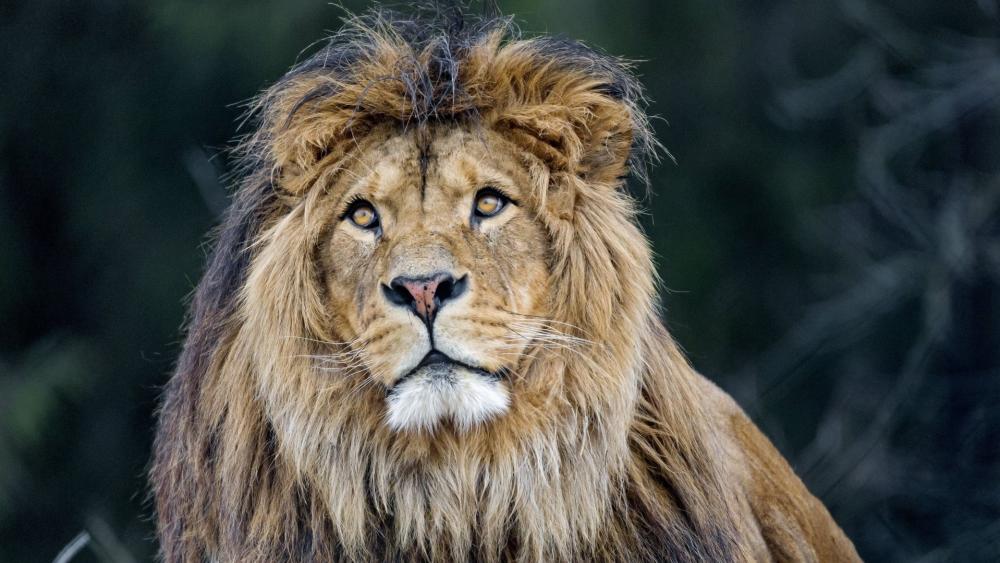 Majestic Lion Portrait With Golden Mane and Piercing Gaze wallpaper