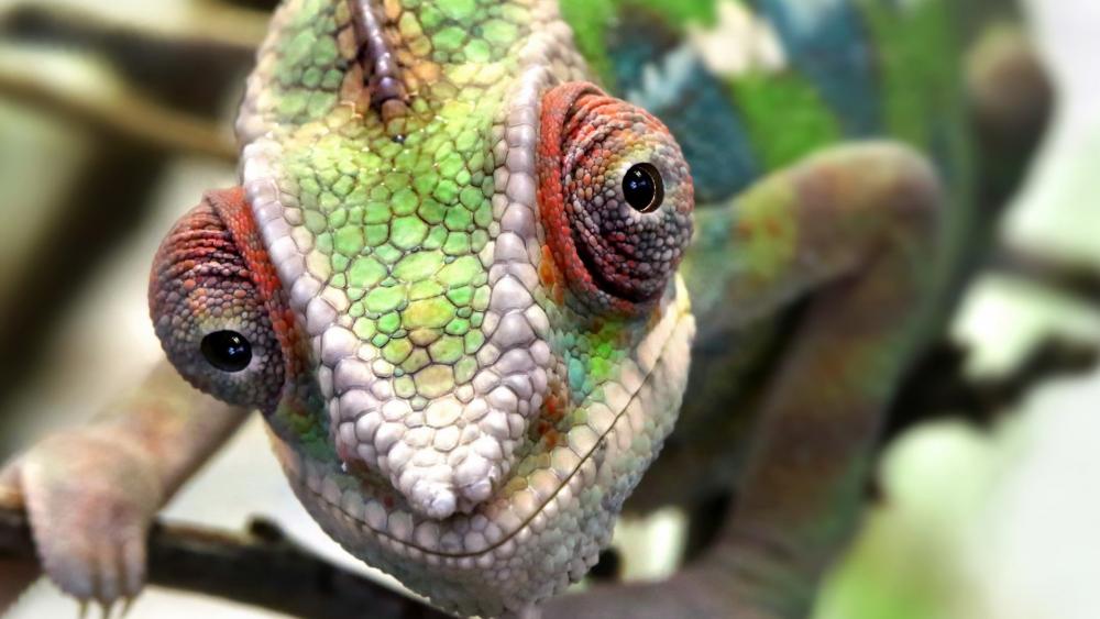 Mesmerizing Chameleon Close Up With Vivid Scales and Curious Gaze wallpaper