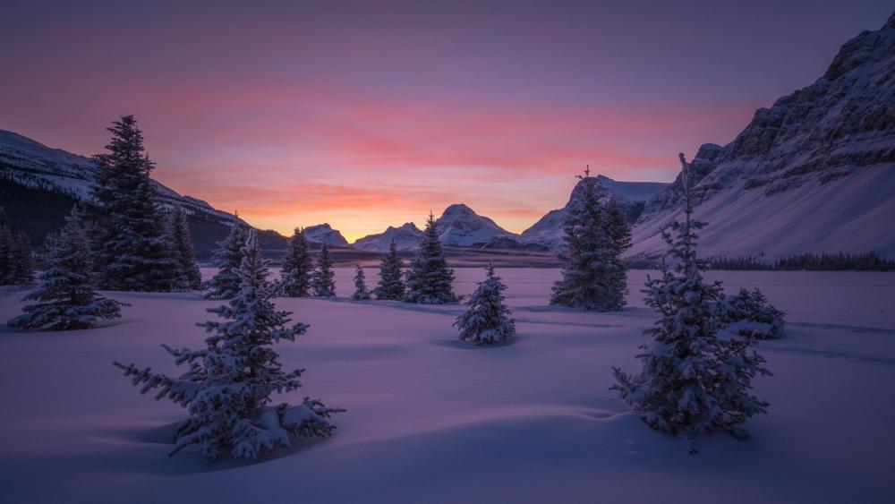 Purple Winter Dawn Over Snowy Pines in Banff National Park wallpaper
