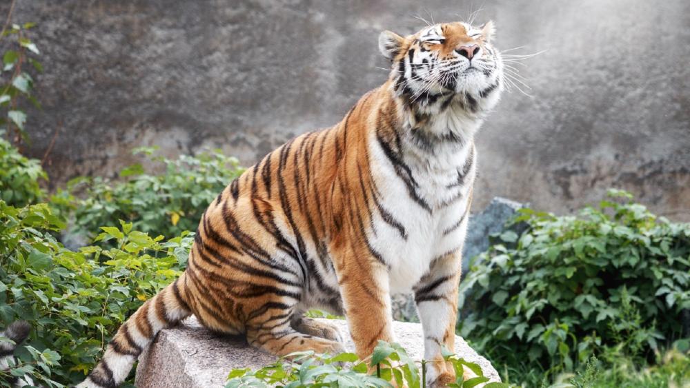 Majestic Tiger Resting on Stone Amid Lush Green Foliage wallpaper